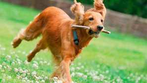 Английски кокер спаниел